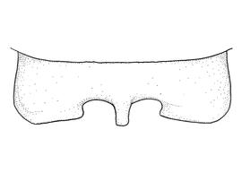   Anthidium utahense  male, diagram showing dorsal view of seventh tergum (T7), diagram from Gonzalez and Griswold 2013 
